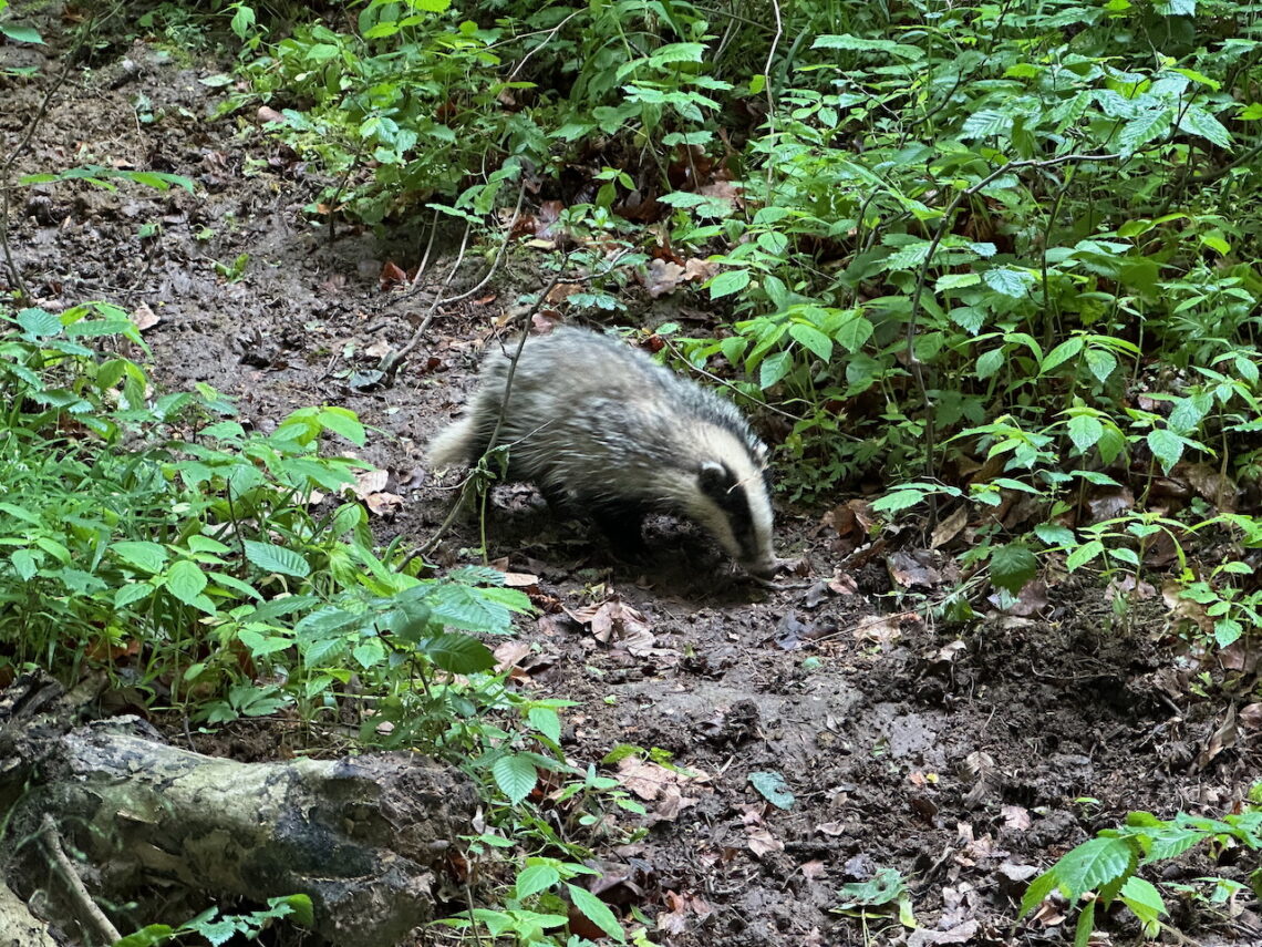 Badger