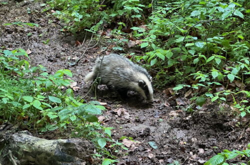 Badger