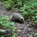 Badger